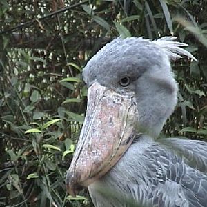 Shoebill