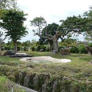 Sun Bear Exhibit