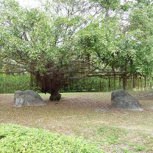 Malayan Tapir Exhibit