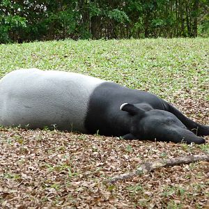 Malayan Tapir