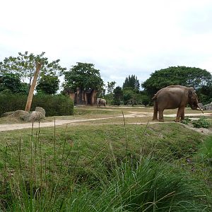 Asian Elephant Exhibit