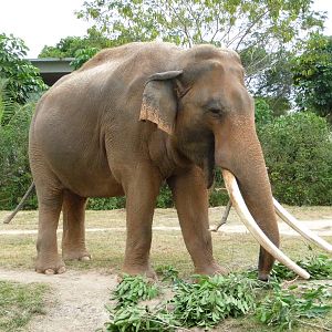 Asian Elephant