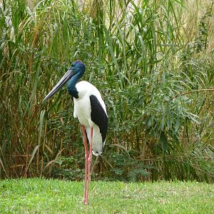 Black Neck Stork