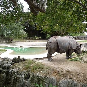 Indian Rhino Exhibit
