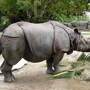 Indian Rhino