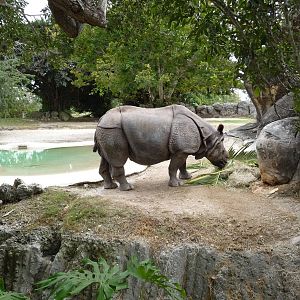Indian Rhino Exhibit
