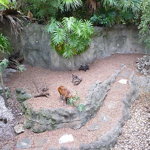 Indian Muntjac Exhibit