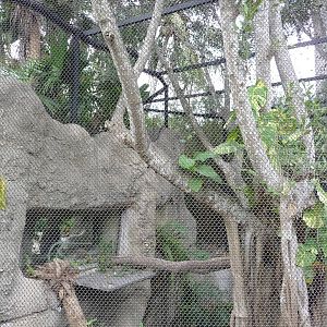 Clouded Leopard Exhibit