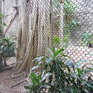 Clouded Leopard Exhibit