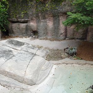 Komodo Dragon Exhibit