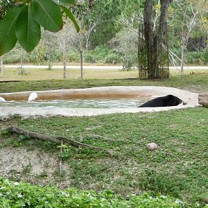 Asiatic Black Bear Exhibit