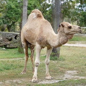 Dromedary
