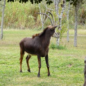 Sable Antelope