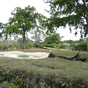 Spotted Hyena Exhibit