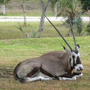 Gemsbok