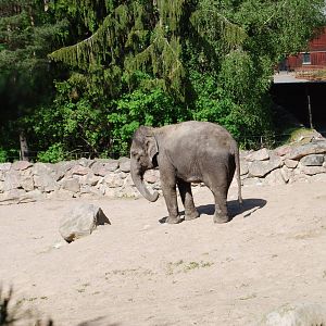 Sanoi , The Elephant