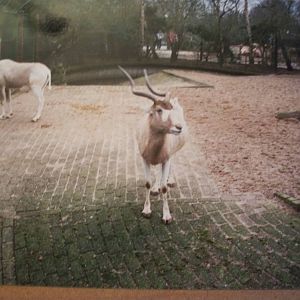 January 1988 Addax