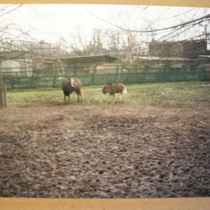 Poor quality shot White tailed gnu i think