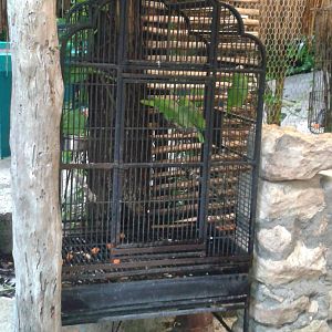 White-fronted amazone parrots