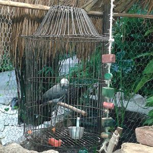 African grey parrot "enclosure"