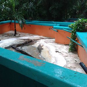 More Moreleti's crocodile enclosures