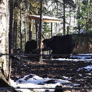 Tibetan Yak Exhibit
