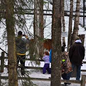 Amur Tiger Exhibit draws a crowd