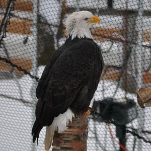 Bald Eagle