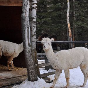 Alpaca and Bactrian Camel Exhibits
