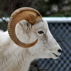 Dall Sheep Ram