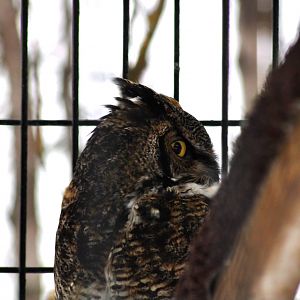 Great Horned Owl