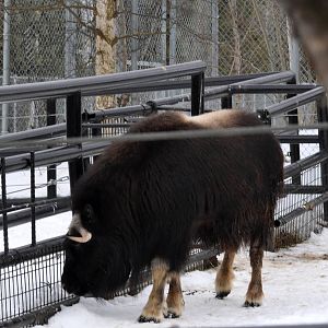 Greenland Musk Ox