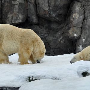 Polar Bear Exhibit