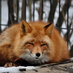 Red Fox