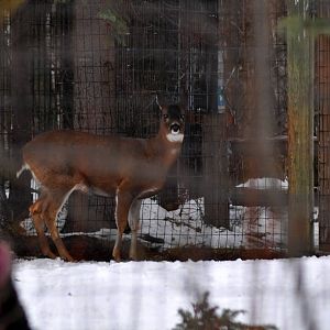 Sitka Black-tailed Deer and Domestic Turkey Exhibit