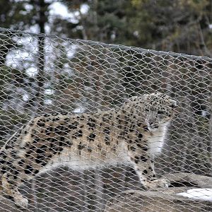 Snow Leopard at top of Exhibit