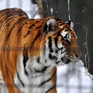 The Amur Tiger