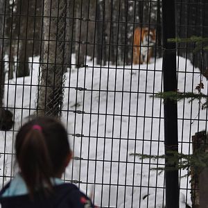 Me see the Tiger mom, me see the Tiger!