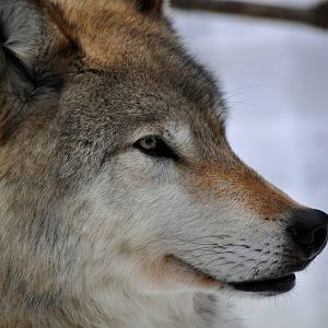Grey Wolf
