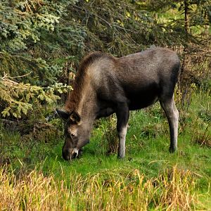 Moose - Alaska (Kincaid Park)