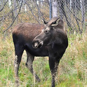 Moose - Alaska (Anchorage)