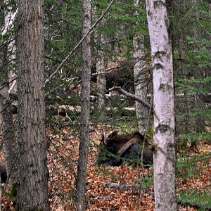 Three Moose - Alaska (Little Campbell Lake)