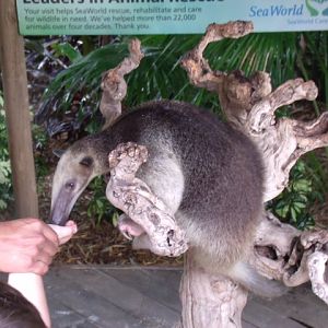 Southern Tamandua