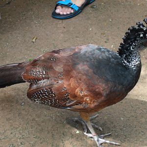 Great Curassow