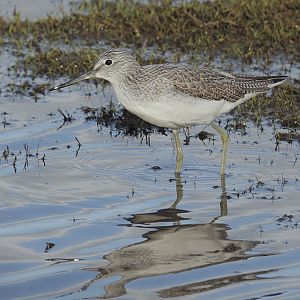 Greenshank