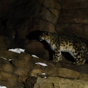 Snow Leopard Exhibit at Night
