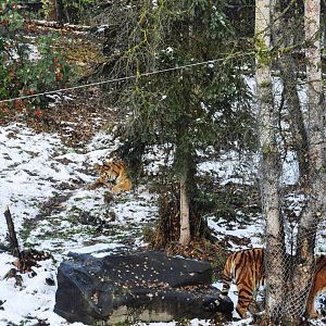 Amur Tiger Exhibit