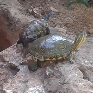 Turtle ID
