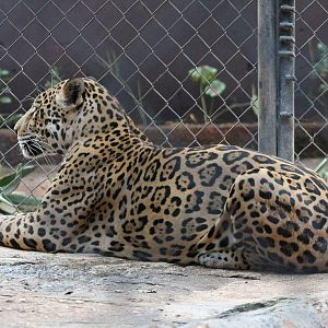 Jaguar