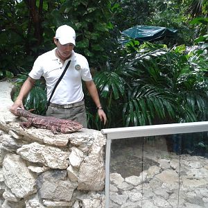 Red teju enclosure and guide